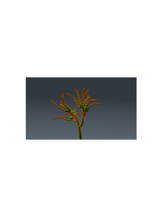 厚垣輪枝孢菌